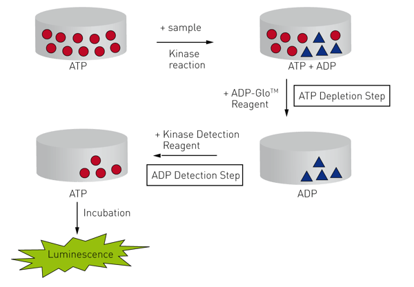 promega-s-adp-glo-kinase-assay-bmg-labtech